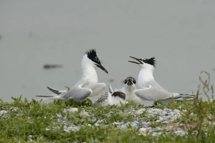 Framed Print : Sandwich Terns -Sterna sandvicensis-, in the breeding colony, Texel, The Netherlands, Europe Framed Print : Sandwich Terns -Sterna sandvicensis-, in the breeding colony, Texel, The Netherlands, Europe