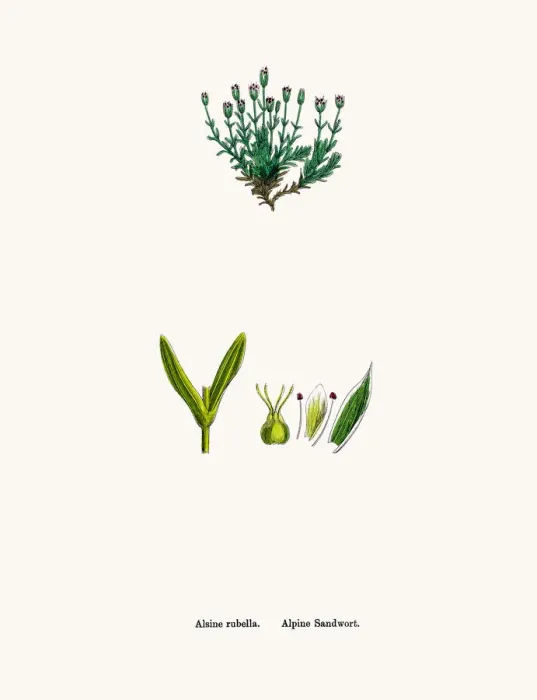 Framed Print : Sandwort plant