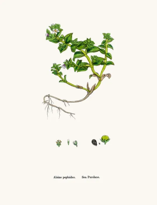 Framed Print : Sandwort plant