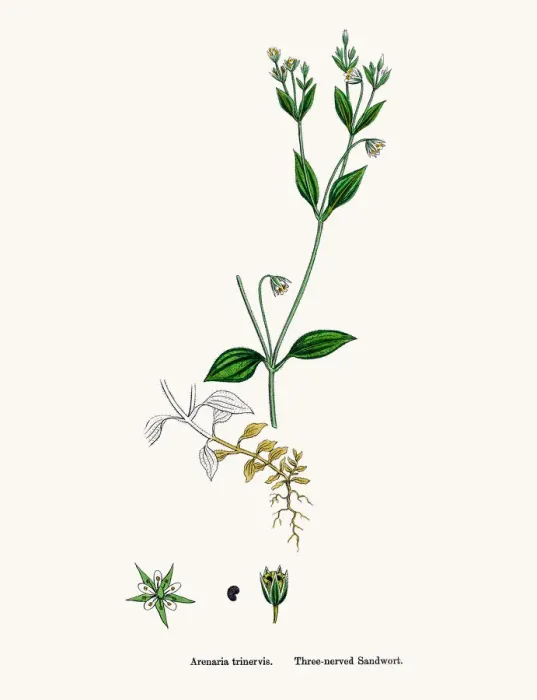 Framed Print : Sandwort plant Framed Print : Sandwort plant