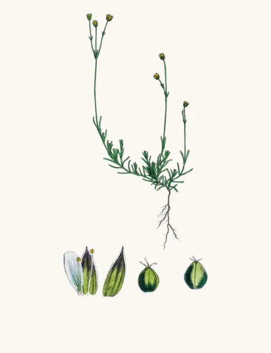 Framed Print : Sandwort plant Framed Print : Sandwort plant