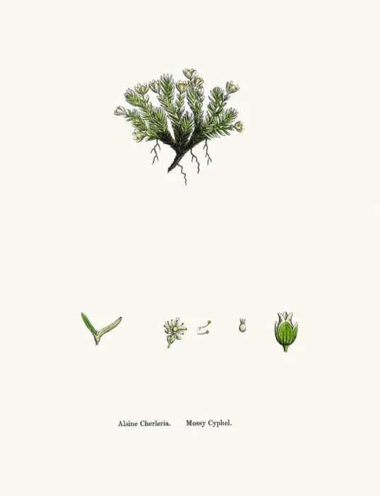 Framed Print : Sandwort plant Framed Print : Sandwort plant