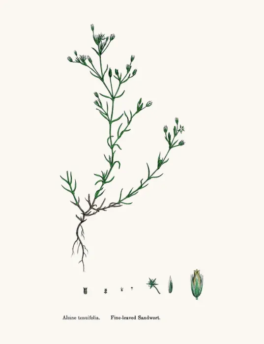 Framed Print : Sandwort plant