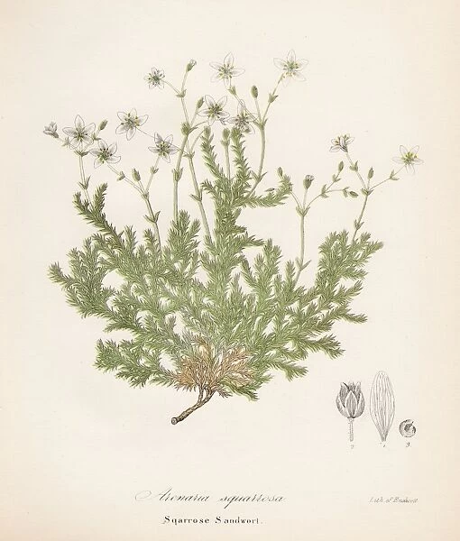 Sandwort plant botanical engraving 1843