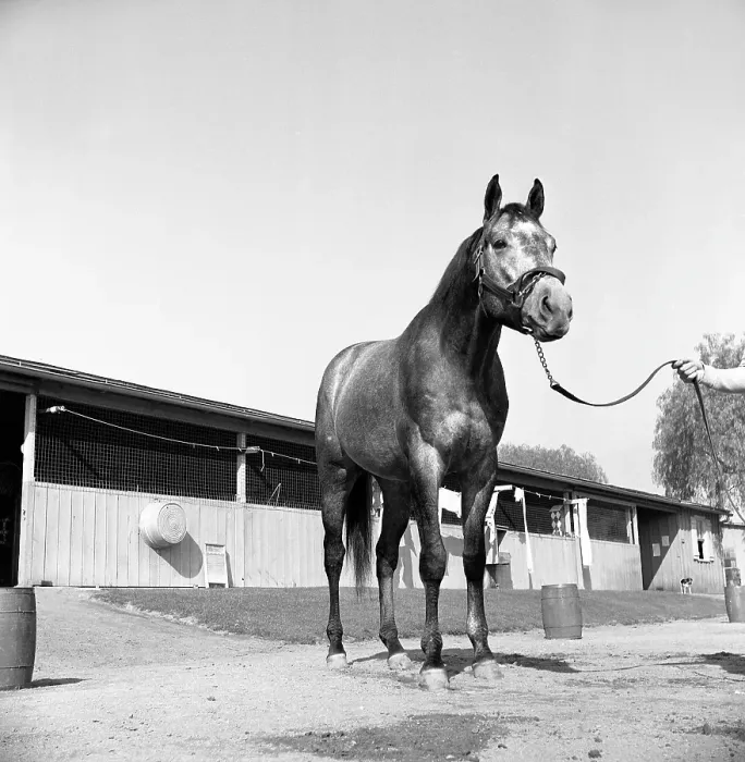 Framed Print : Santa Anita Framed Print : Santa Anita