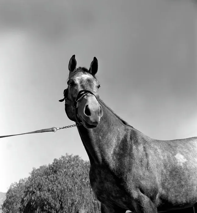 Framed Print : Santa Anita Framed Print : Santa Anita