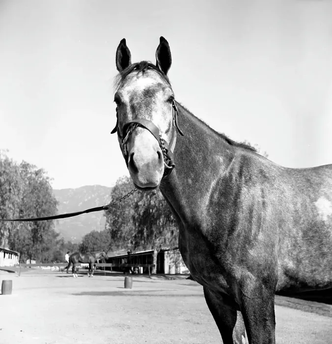 Framed Print : Santa Anita Framed Print : Santa Anita