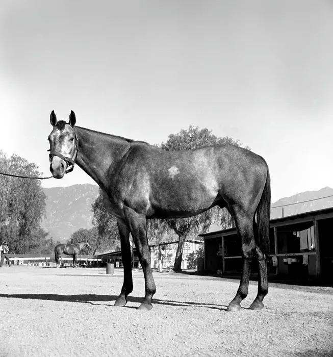 Framed Print : Santa Anita Framed Print : Santa Anita