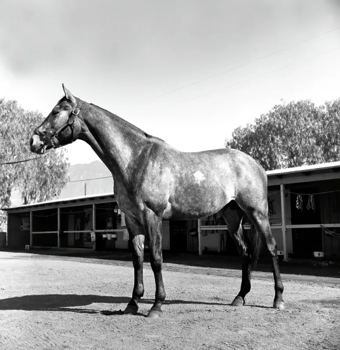 Framed Print : Santa Anita Framed Print : Santa Anita