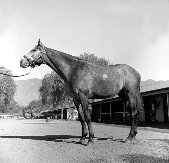Framed Print : Santa Anita Framed Print : Santa Anita