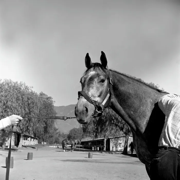 Framed Print : Santa Anita Framed Print : Santa Anita