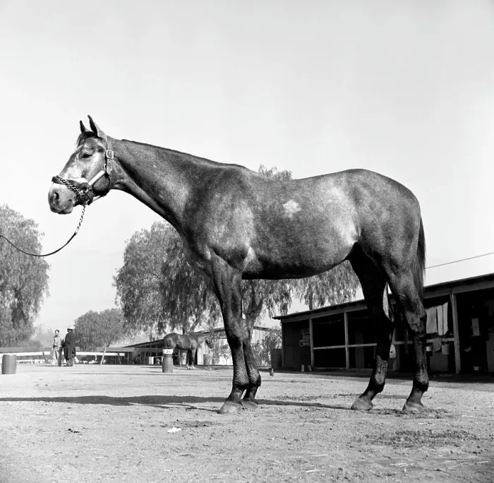 Framed Print : Santa Anita Framed Print : Santa Anita