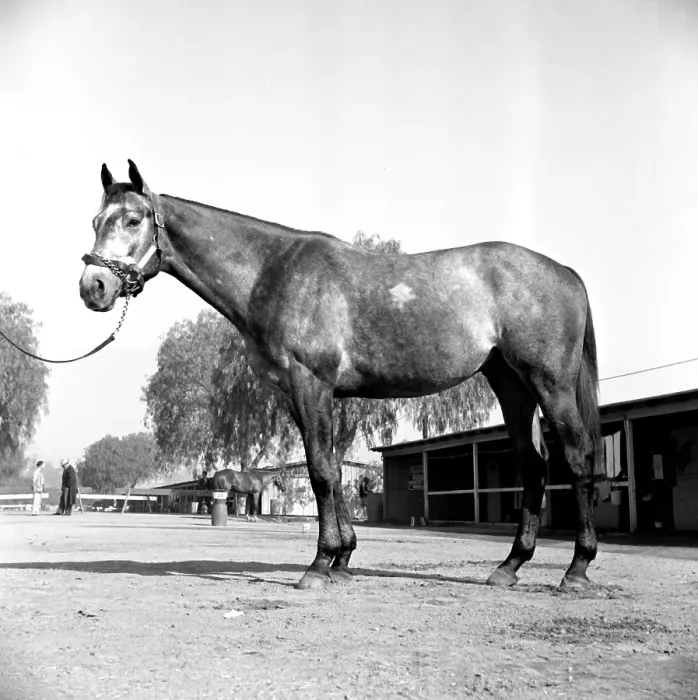 Framed Print : Santa Anita Framed Print : Santa Anita