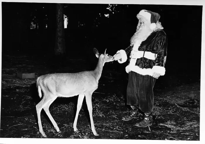 Framed Print : Santa Claus Feeds a Deer Framed Print : Santa Claus Feeds a Deer