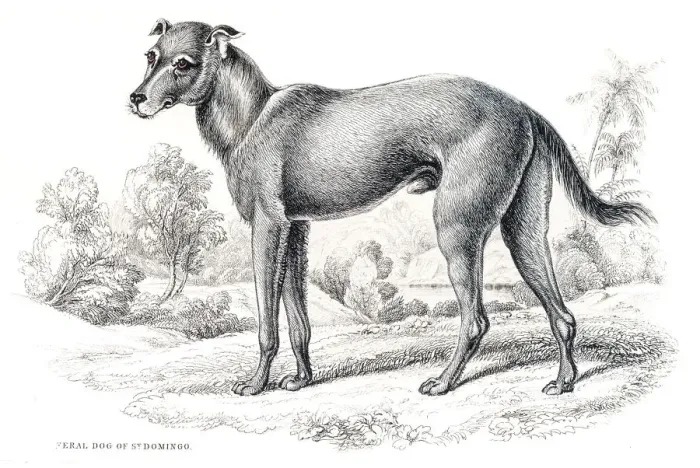 Framed Print : Santo Domingo feral dog engraving 1840 Framed Print : Santo Domingo feral dog engraving 1840