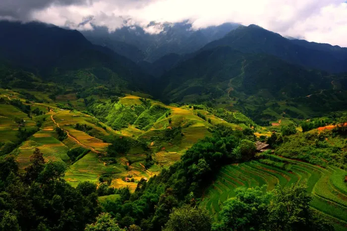 Framed Print : Sapa rice terrace Framed Print : Sapa rice terrace