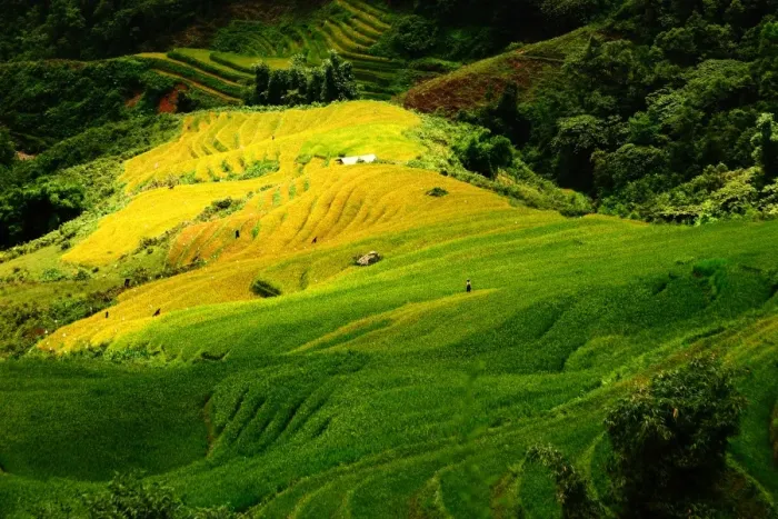 Framed Print : Sapa rice terrace