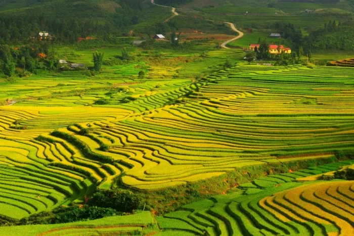 Framed Print : Sapa rice terrace, Vietnam Framed Print : Sapa rice terrace, Vietnam