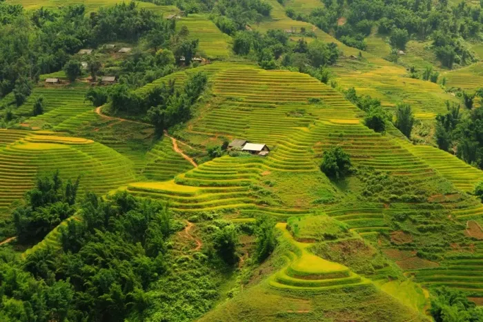Framed Print : Sapa rice terrace, Vietnam Framed Print : Sapa rice terrace, Vietnam