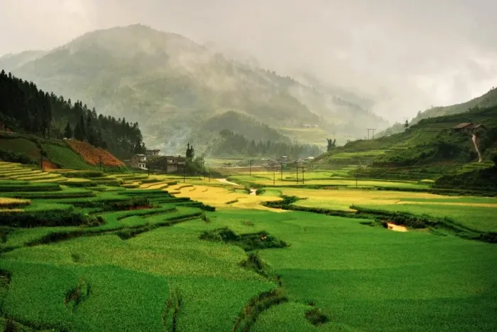 Framed Print : Sapa rice terrace, Vietnam Framed Print : Sapa rice terrace, Vietnam
