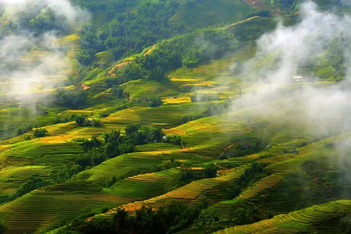 Framed Print : Sapa rice terrace, Vietnam Framed Print : Sapa rice terrace, Vietnam