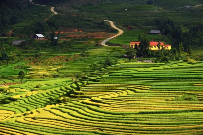 Framed Print : Sapa rice terrace, Vietnam Framed Print : Sapa rice terrace, Vietnam