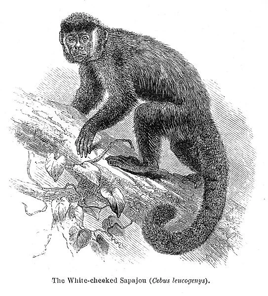 Sapajou monkey engraving 1878