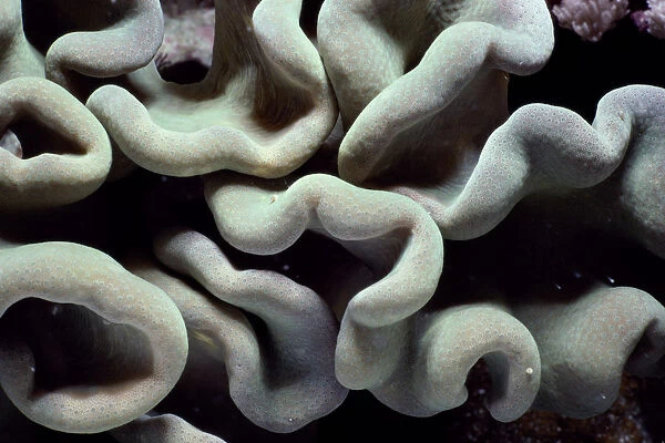 Sarcophyton coral (Sarcophyton trocheliophorum), tentacles retracted
