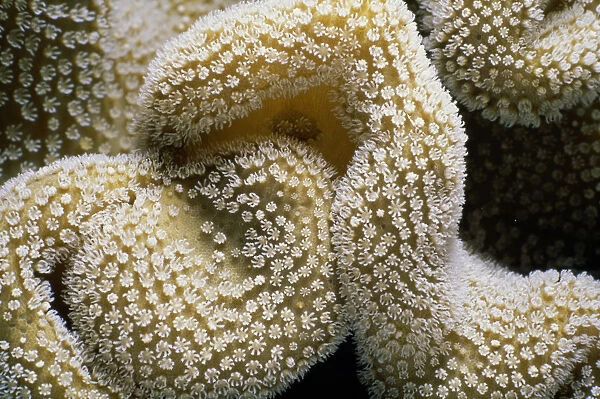Sarcophyton coral (Sarcophyton trocheliophorum) with polyps open
