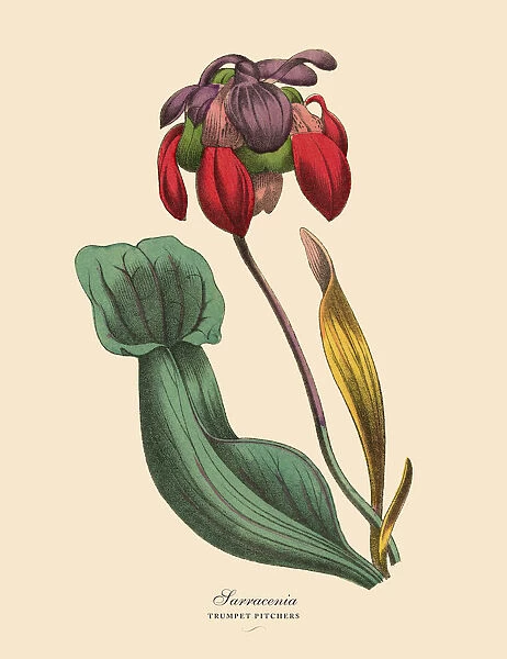 Sarracenia or Trumpet Pitcher Plant, Victorian Botanical Illustration