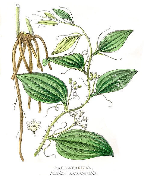 Sarsaparrilla botanical engraving 1857