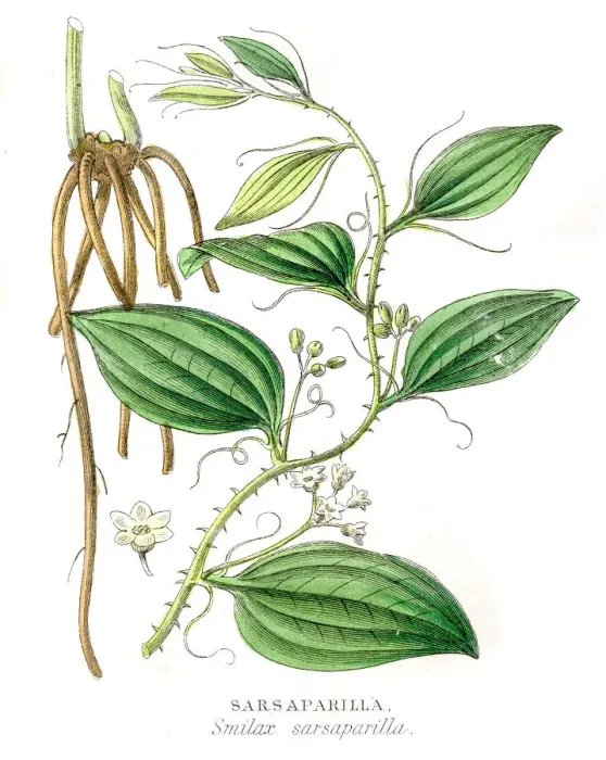 Framed Print : Sarsaparrilla botanical engraving 1857