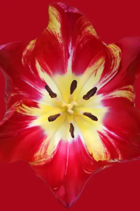 Framed Print : Saskia. Tulip Saskia Framed Print : Saskia. Tulip Saskia