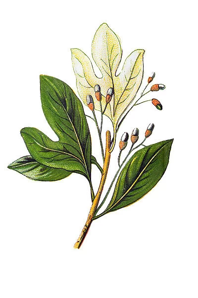 Sassafras albidum (sassafras, white sassafras, red sassafras, or silky sassafras)