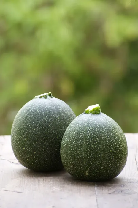 Framed Print : Satellite Zucchini (Cucurbita pepo) Framed Print : Satellite Zucchini (Cucurbita pepo)