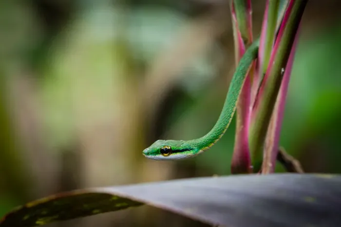 Framed Print : Satiny Parrot Snake, Leptophis depressirostris
