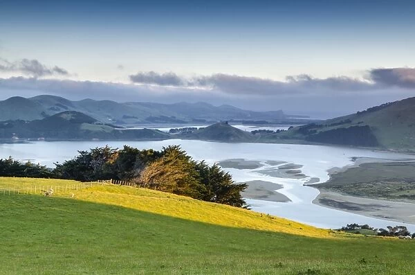 Saturated green pasture in front of tidal inlet, Hoopers Inlet, Otago Region, South Island, New Zealand