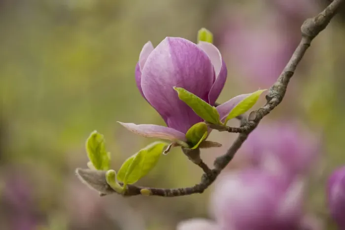 Framed Print : Saucer Magnolia -Magnolia x soulangeana-, flowering, Thuringia, Germany