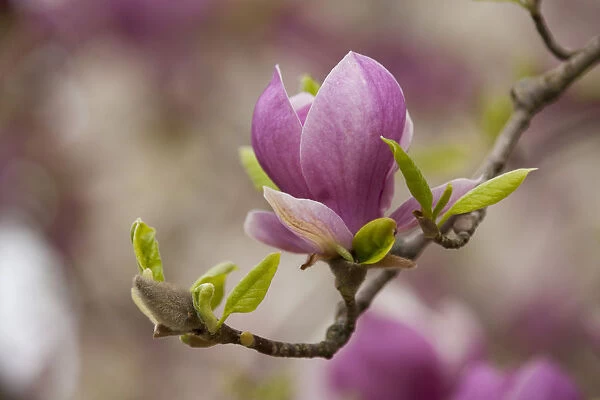 Saucer Magnolia -Magnolia x soulangeana-, flowering, Thuringia, Germany