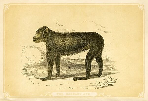 Savage ape illustration 1851