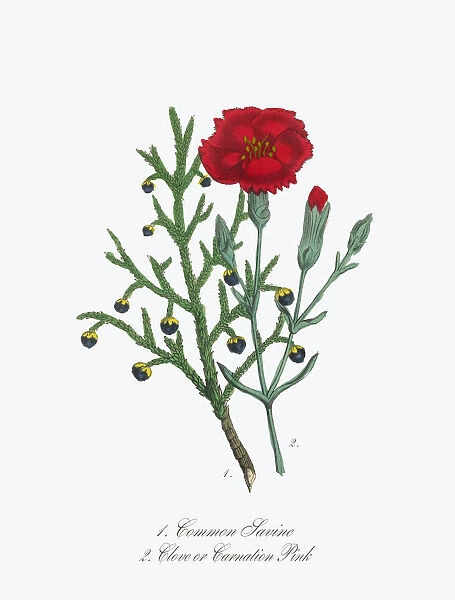 Savine and Clove or Carnation Victorian Botanical Illustration