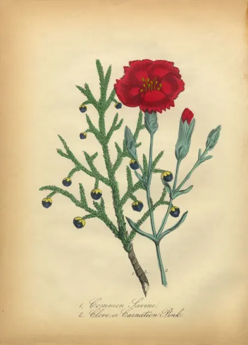 Framed Print : Savine and Clove or Carnation Victorian Botanical Illustration Framed Print : Savine and Clove or Carnation Victorian Botanical Illustration