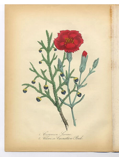 Savine, Clove and Pink Carnation Victorian Botanical Illustration