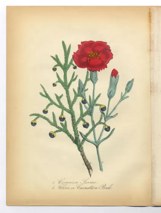Framed Print : Savine, Clove and Pink Carnation Victorian Botanical Illustration Framed Print : Savine, Clove and Pink Carnation Victorian Botanical Illustration