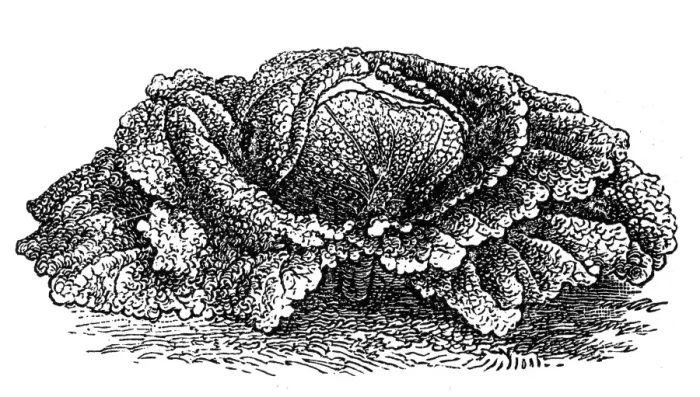 Framed Print : Savoy cabbage Framed Print : Savoy cabbage