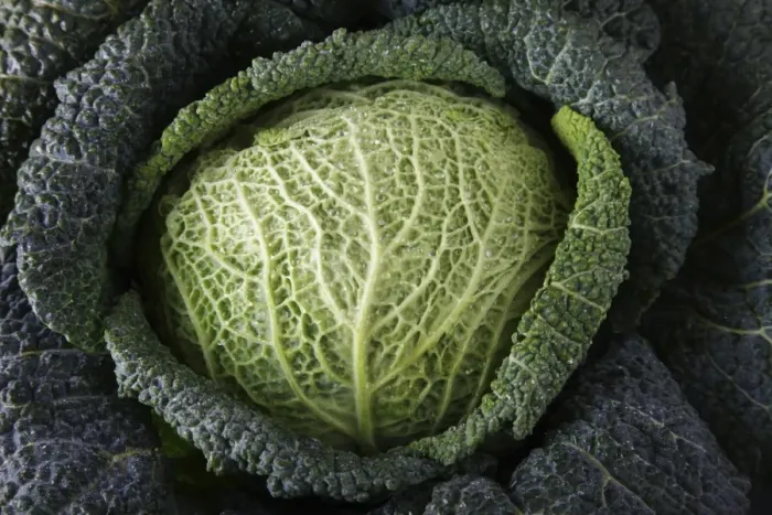 Framed Print : Savoy cabbage -Brassica oleracea convar. Capitata var. sabauda L. - Framed Print : Savoy cabbage -Brassica oleracea convar. Capitata var. sabauda L. -
