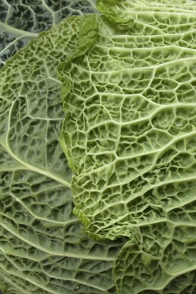 Savoy cabbage -Brassica oleracea convar. Capitata var sabauda L. -, detail of leaf