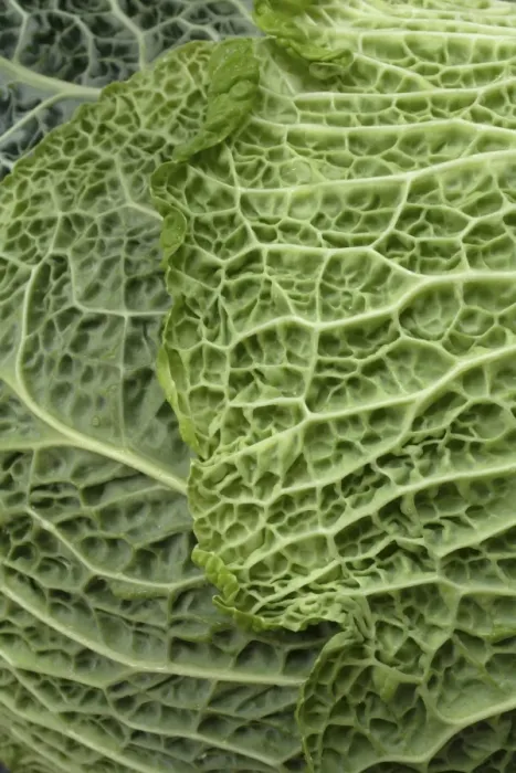 Framed Print : Savoy cabbage -Brassica oleracea convar. Capitata var sabauda L. -, detail of leaf