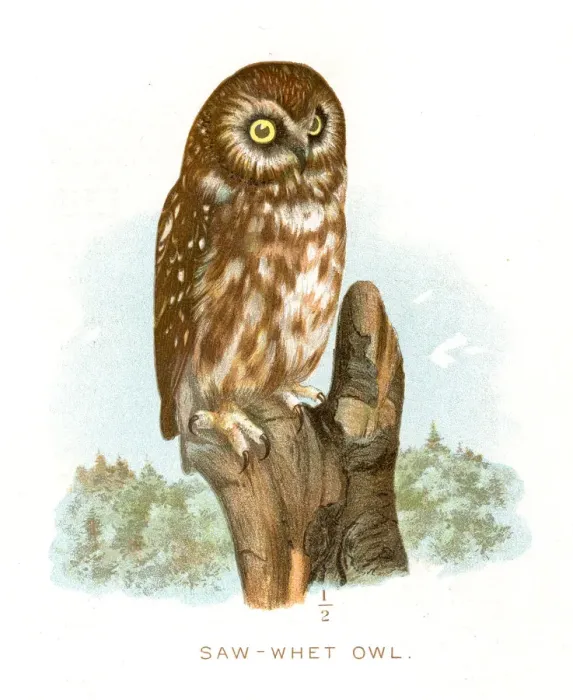 Framed Print : Saw-whet owl lithograph 1897 Framed Print : Saw-whet owl lithograph 1897