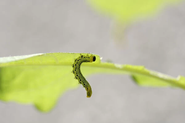 Sawfly, larva (Craesus septentrionalis)